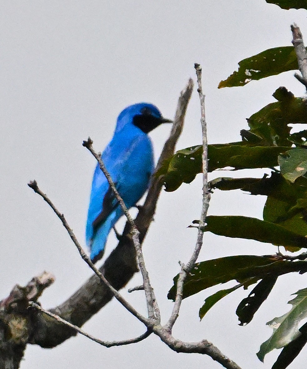 edelkotinga - ML639789418
