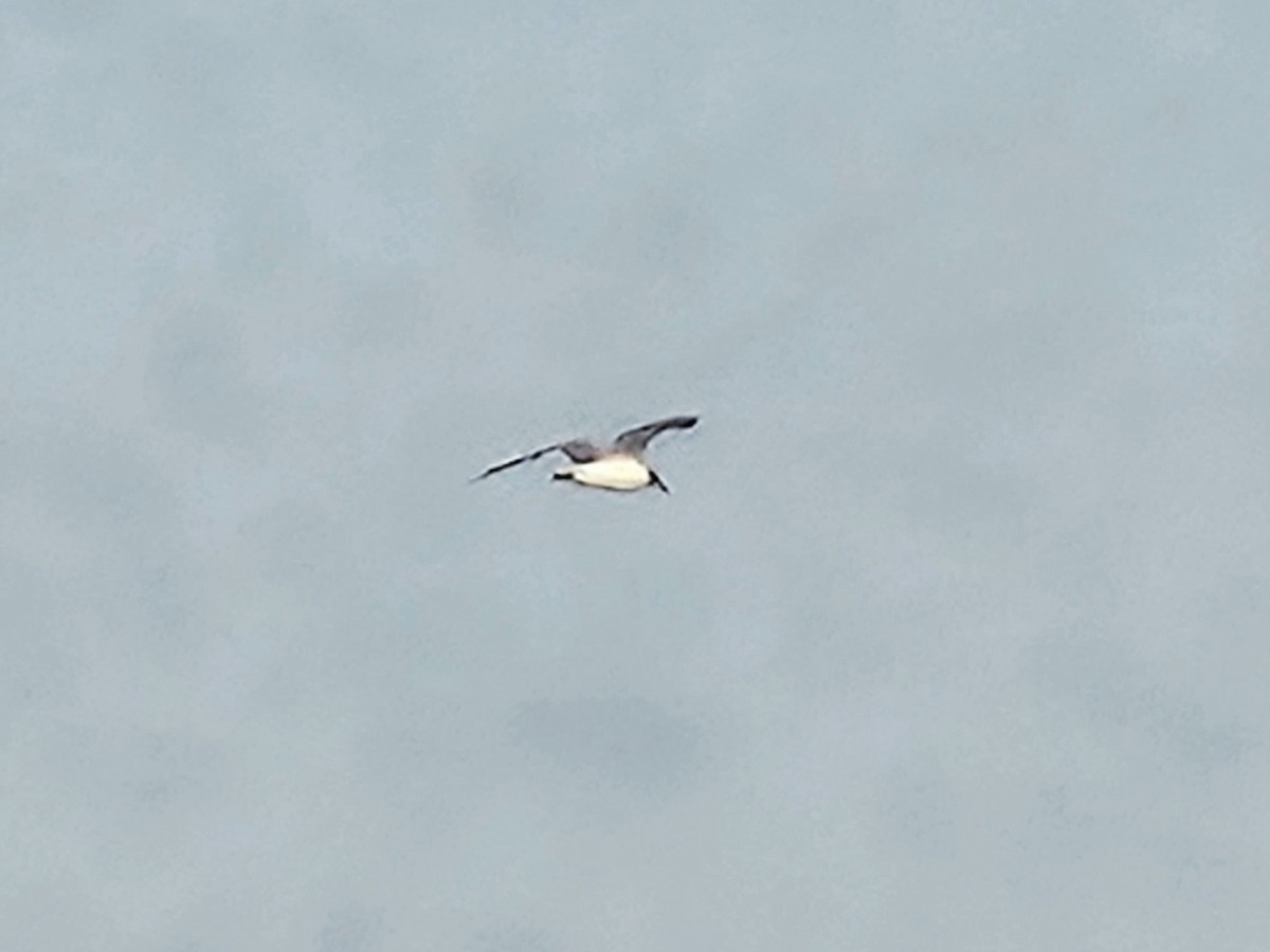 Laughing Gull - ML639789428