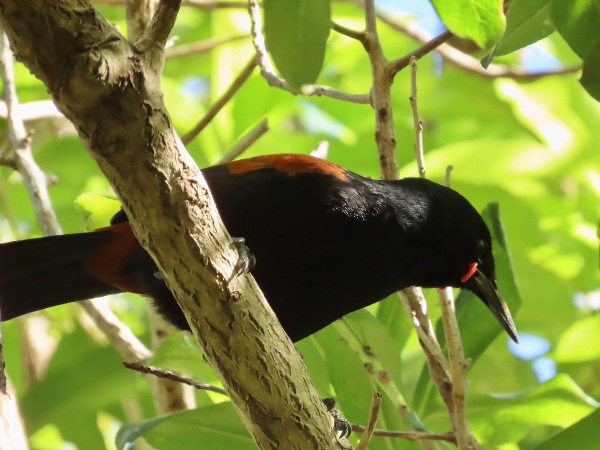 South Island Saddleback - ML639789429