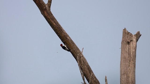 Red-headed Woodpecker - ML639789461