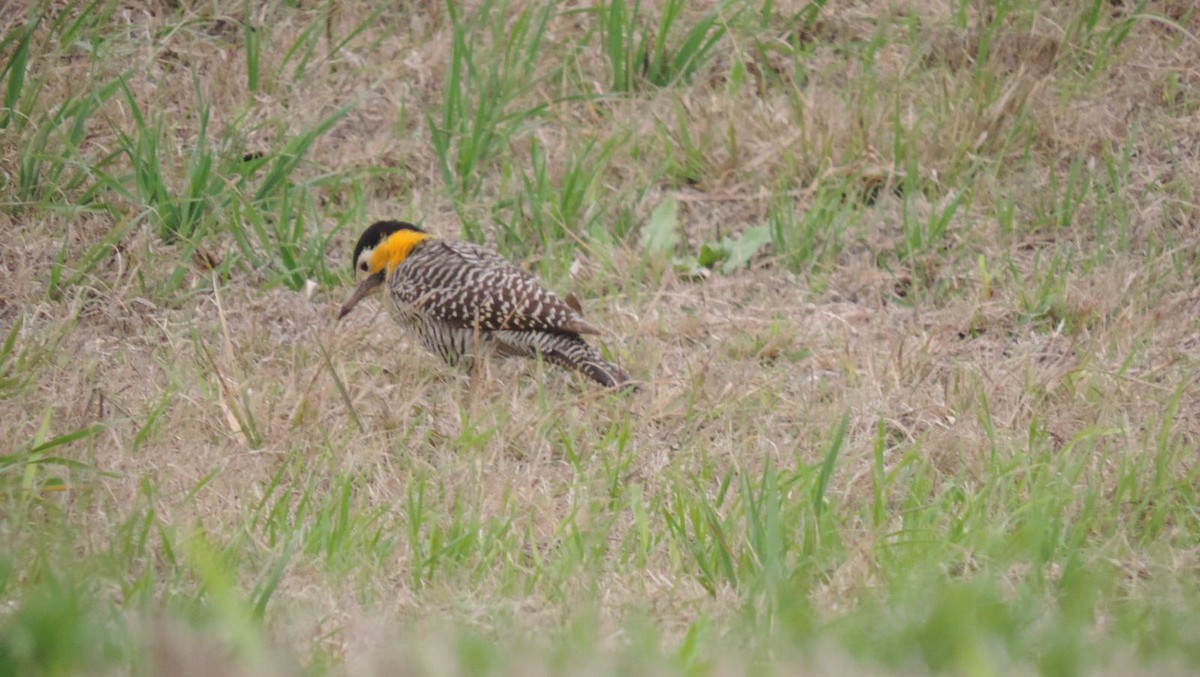 Campo Flicker - ML639789499