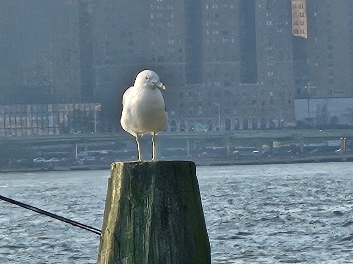 Ring-billed Gull - ML639789500