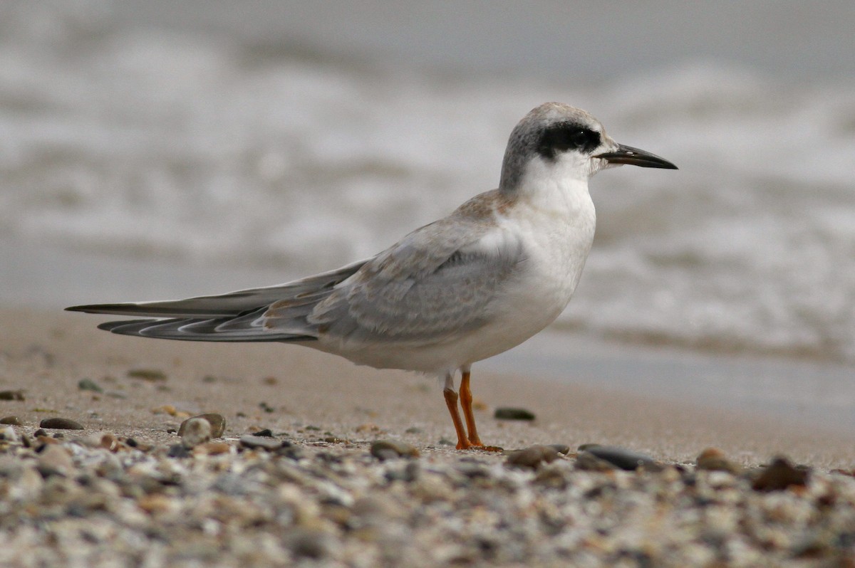 Forster's Tern - ML639789525