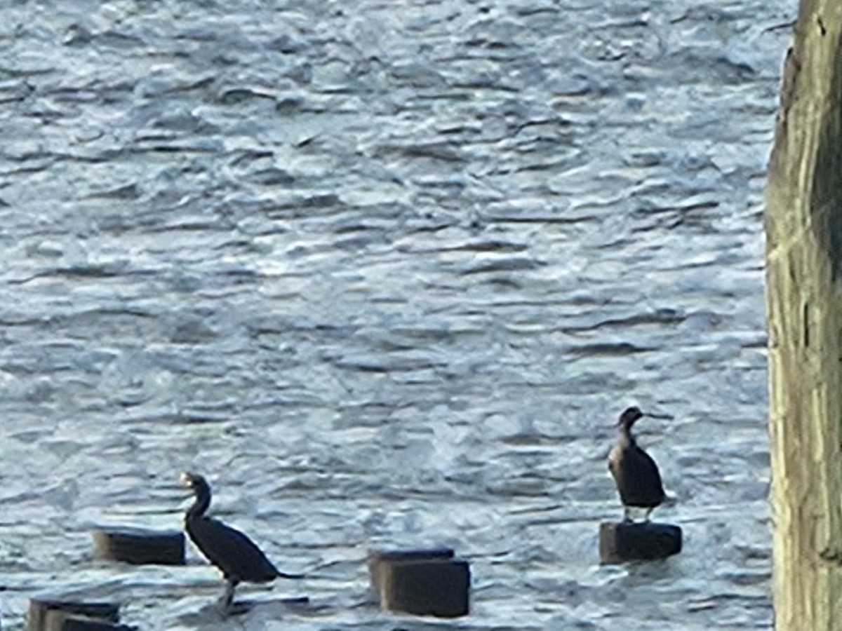 Double-crested Cormorant - ML639789526