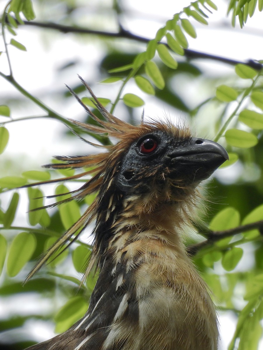 Hoatzin - ML639789553