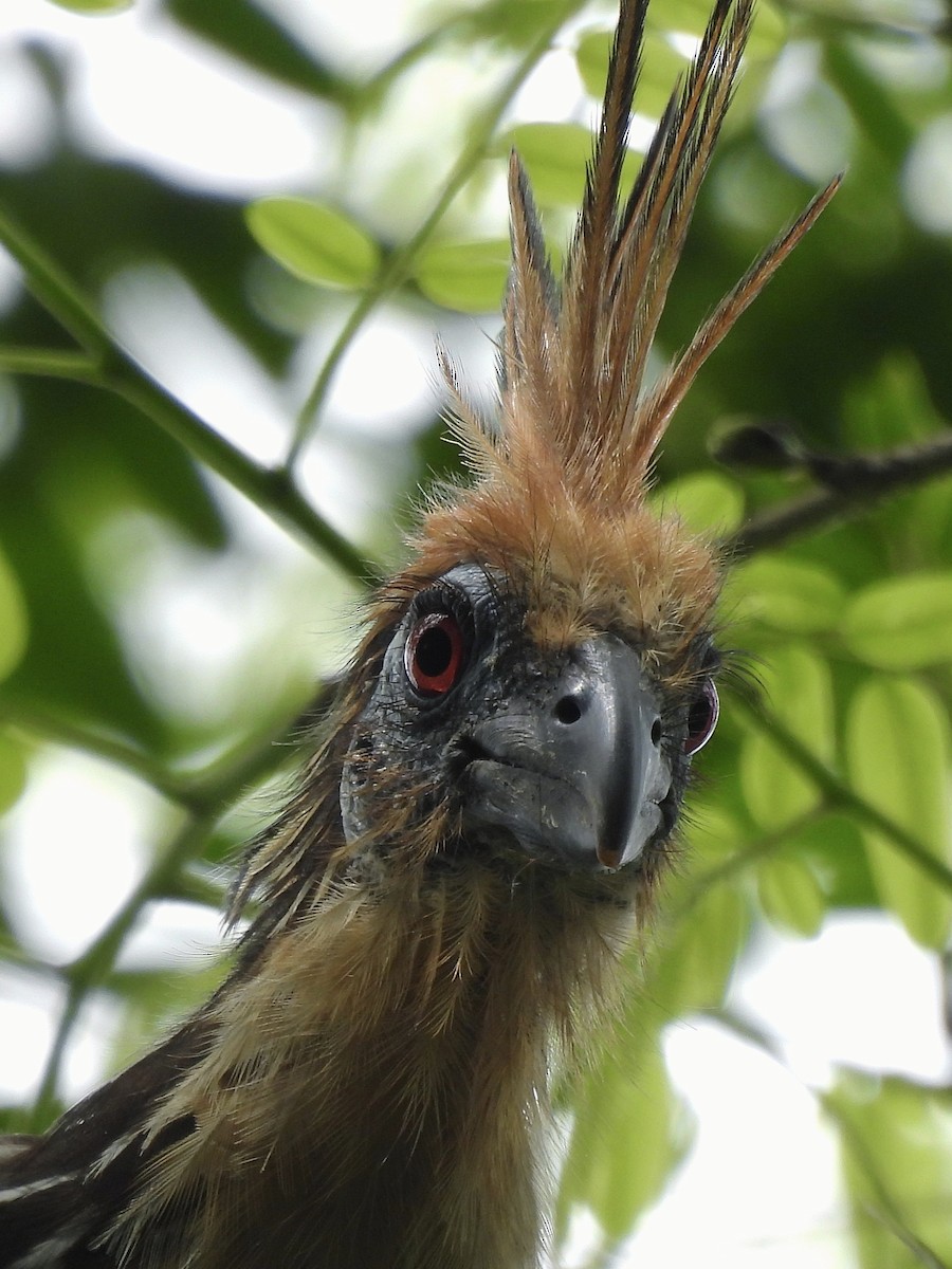 Hoatzin - ML639789554