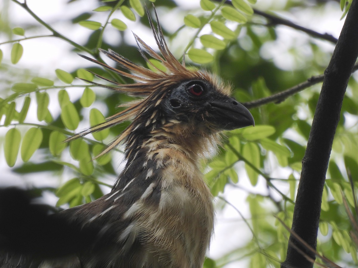 Hoatzin - ML639789555