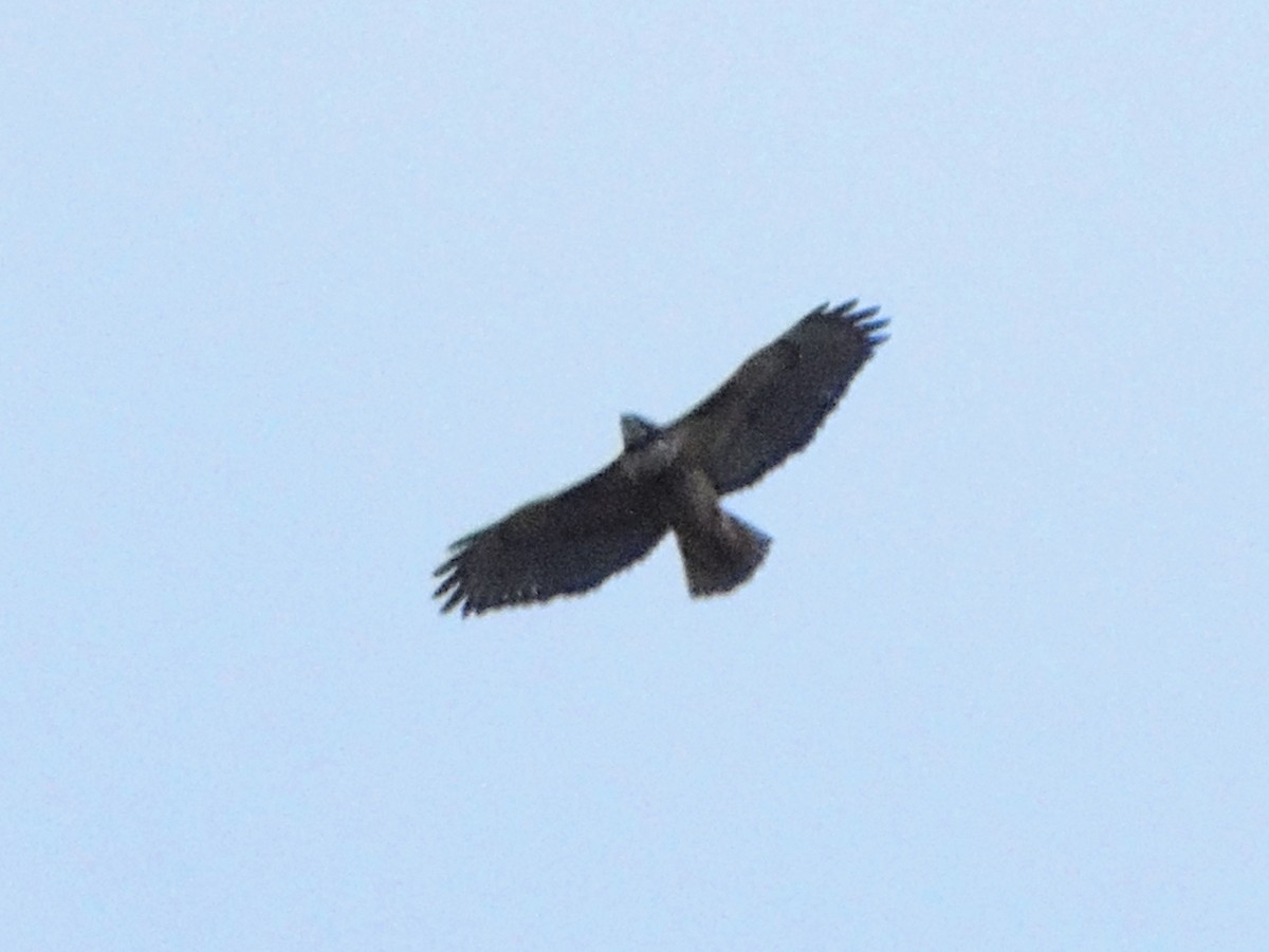 Rufous-tailed Hawk - ML639789578