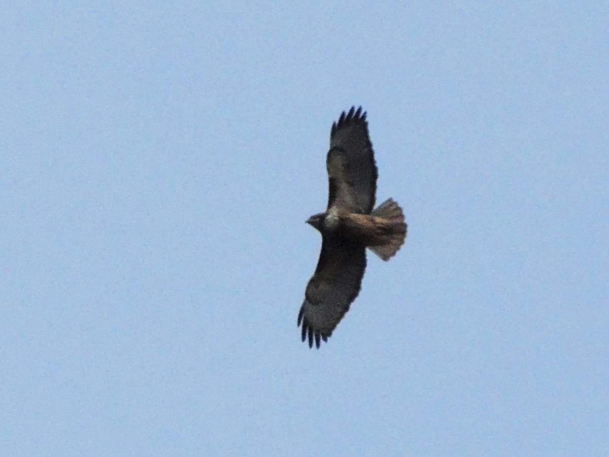 Rufous-tailed Hawk - ML639789579