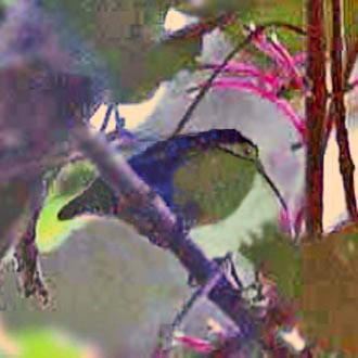 Common Sunbird-Asity - ML639789593
