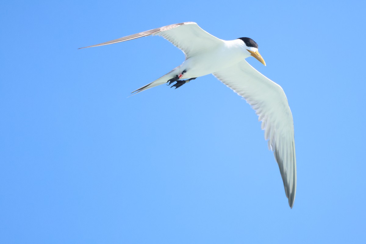 Great Crested Tern - ML639789646