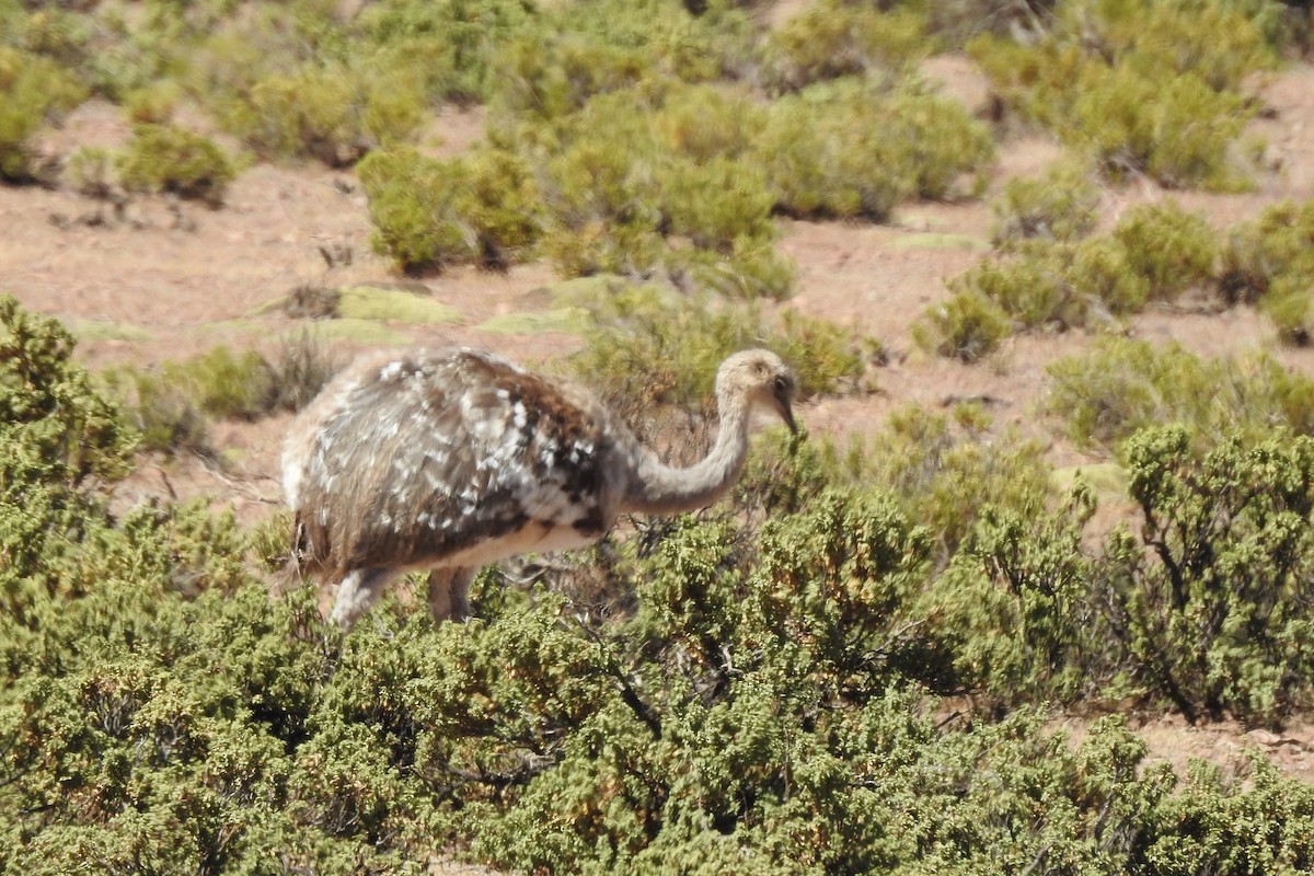 Lesser Rhea - ML639789700