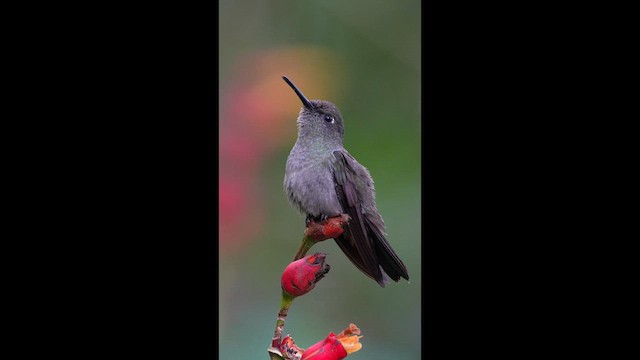 Sombre Hummingbird - ML639789810