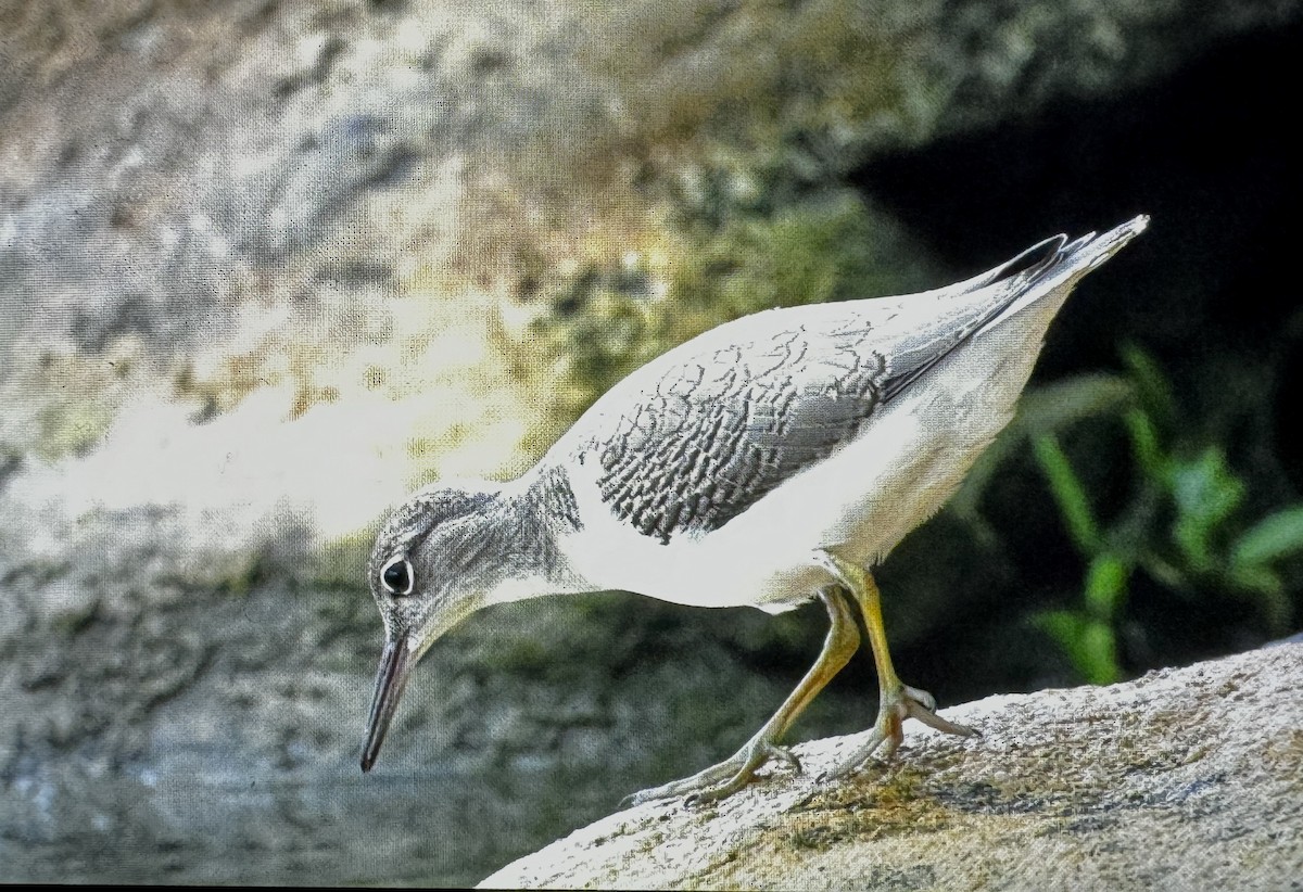 pisík americký - ML639789829