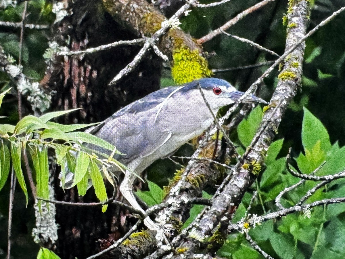 kvakoš noční - ML639789834