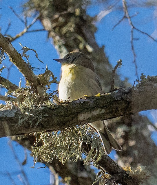 Pine Warbler - ML639789836