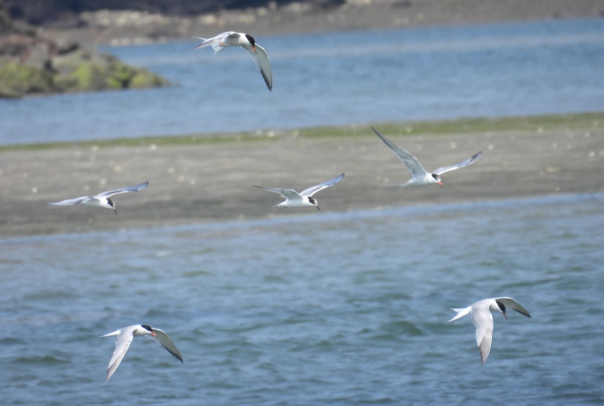 Common Tern - ML639789865