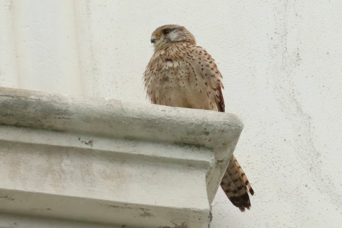 Eurasian Kestrel - ML639789932