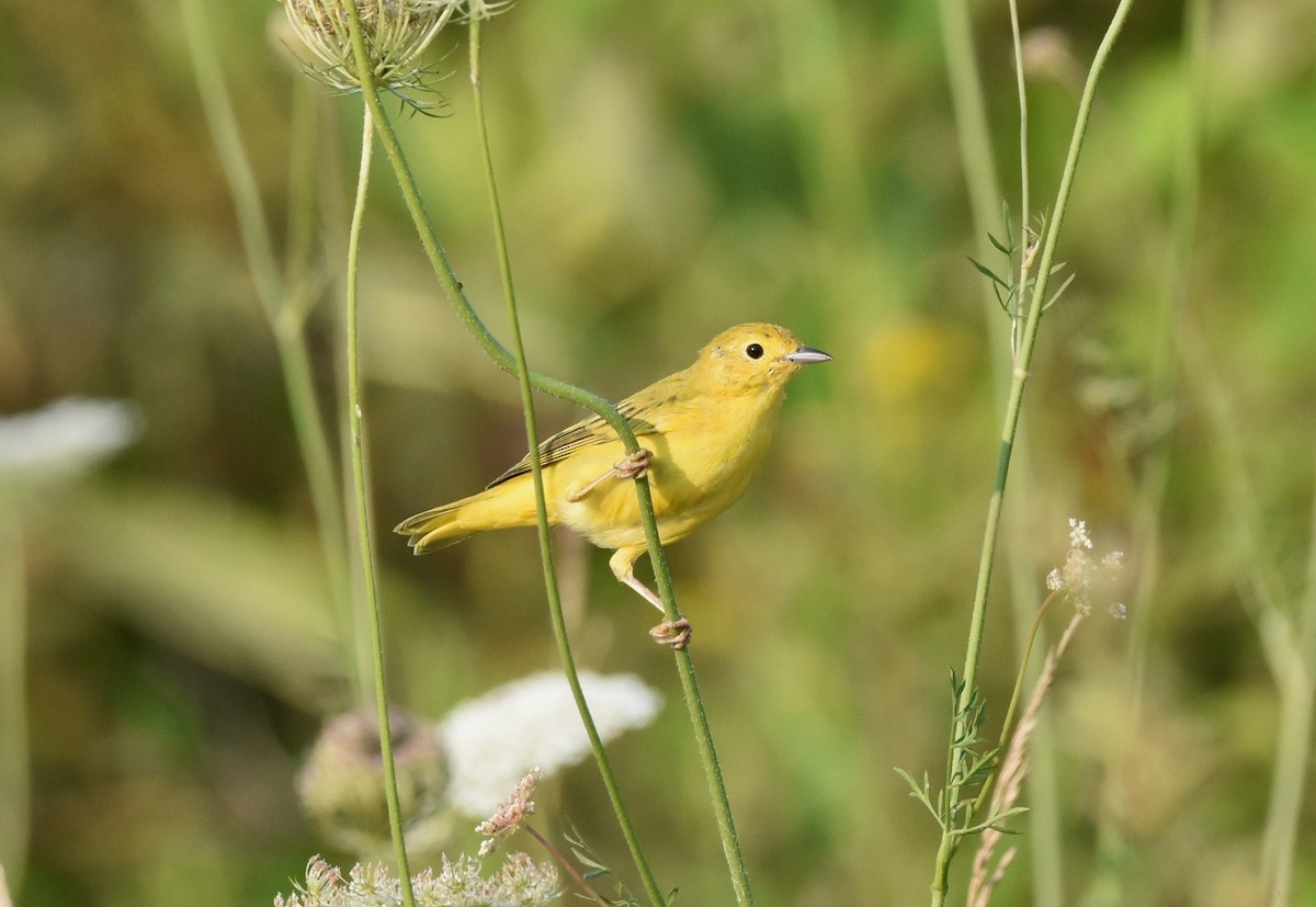 Yellow Warbler (Northern) - ML639790017