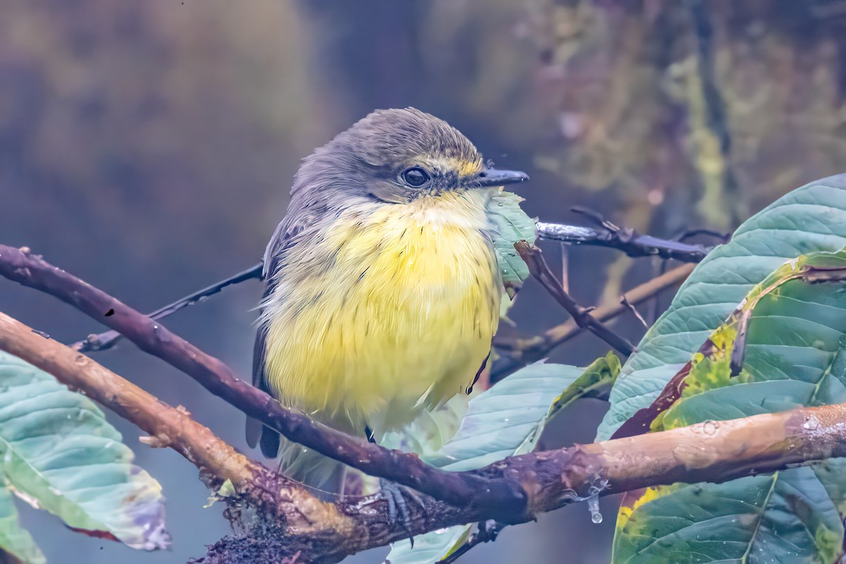 Brujo Flycatcher (Galapagos) - ML639790031