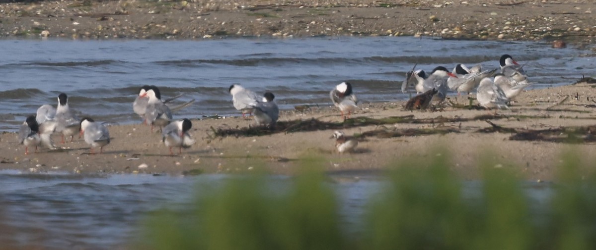 Common Tern - ML639790049