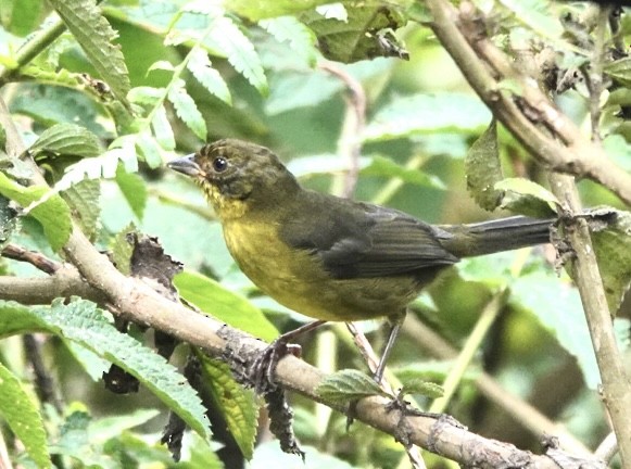 Dusky-headed Brushfinch - ML639790055