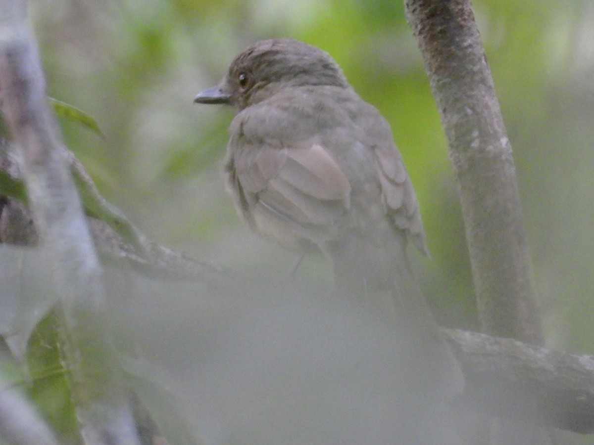 Hauxwell's Thrush - ML639790056