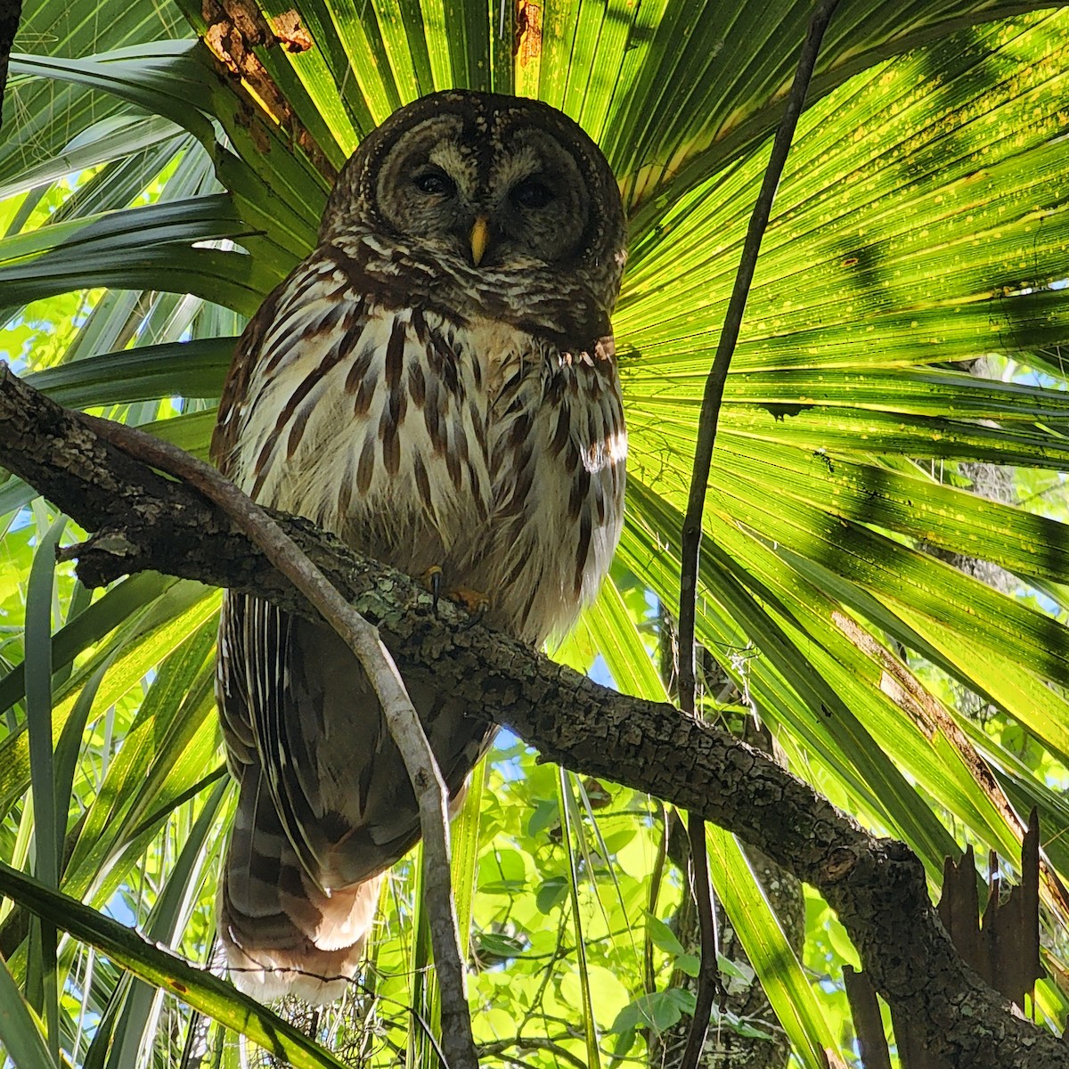 Barred Owl - ML639790058