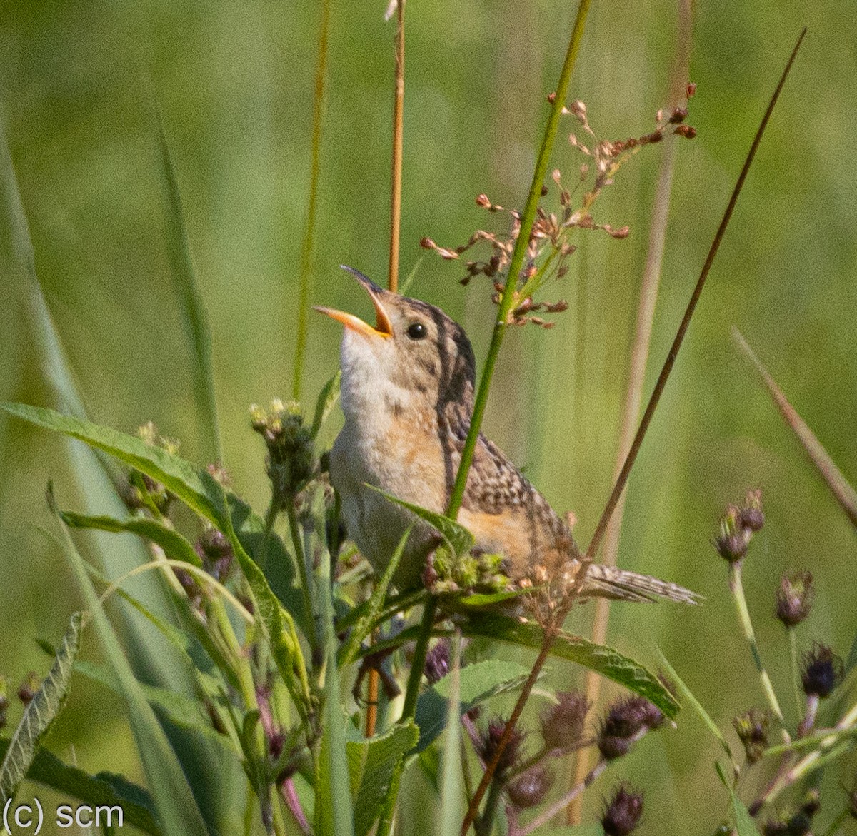 Sedge Wren - ML639790086