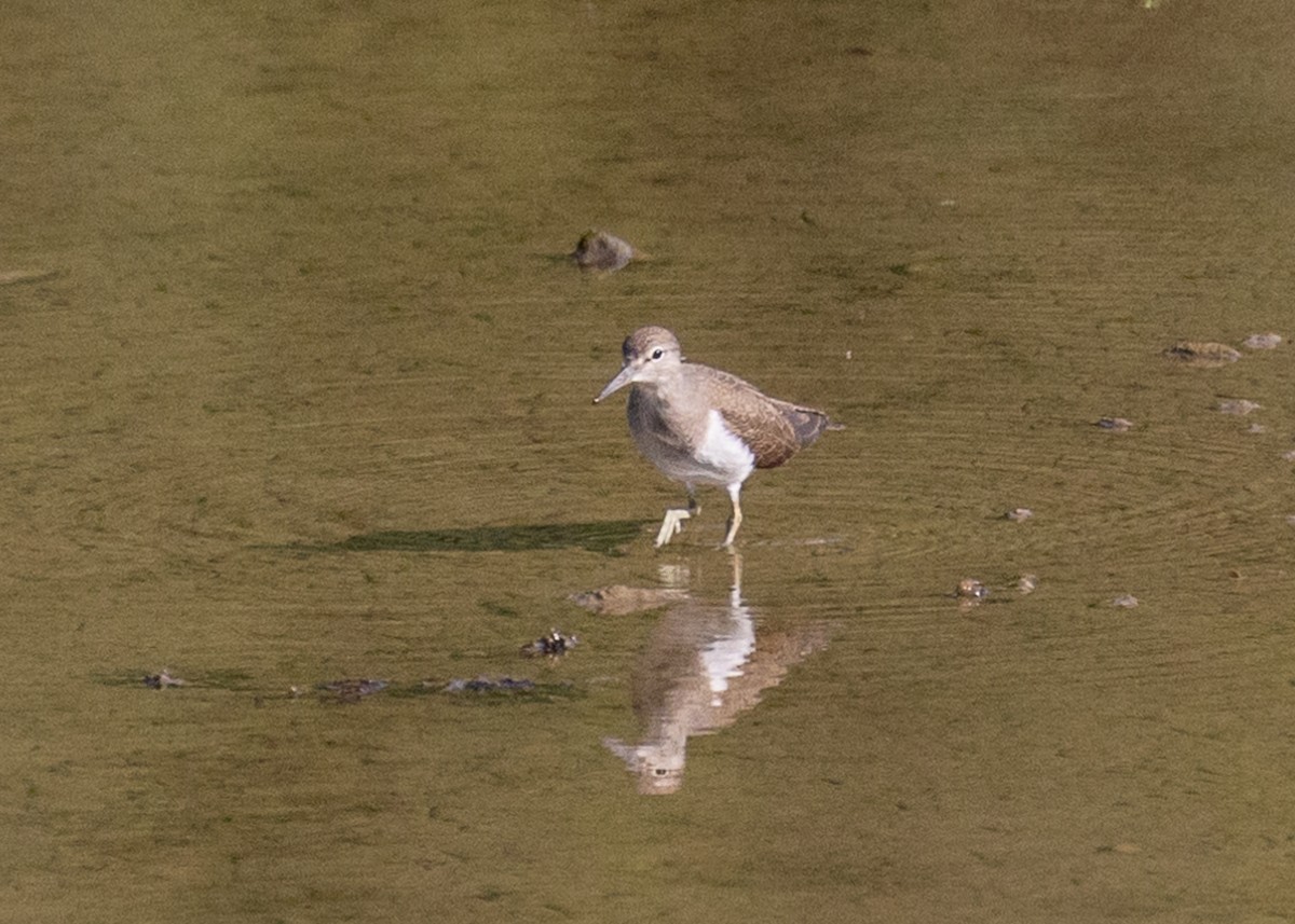 Common Sandpiper - ML639790121