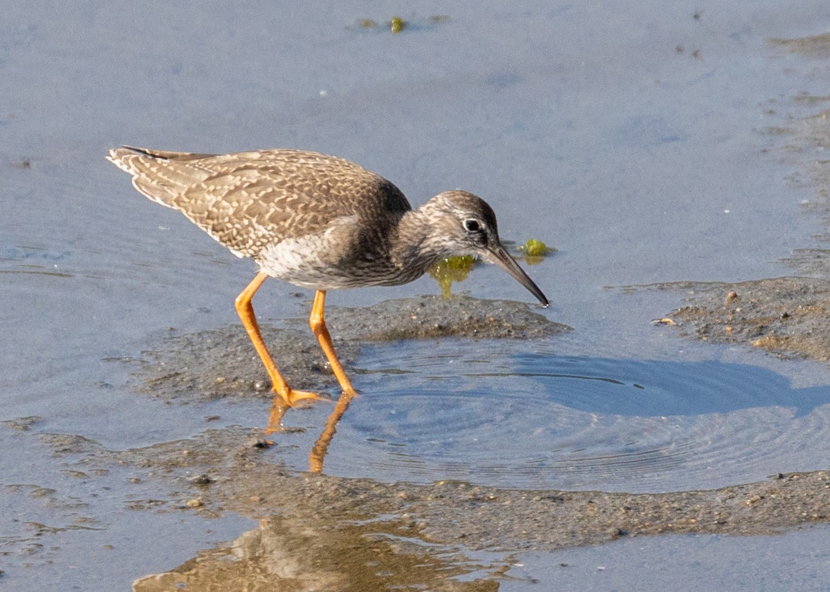 Common Redshank - ML639790135