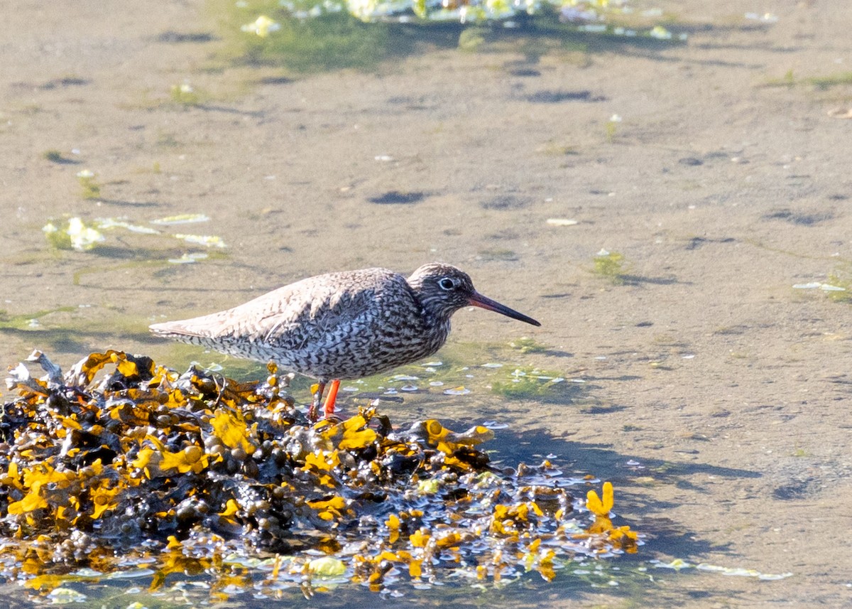 Common Redshank - ML639790136