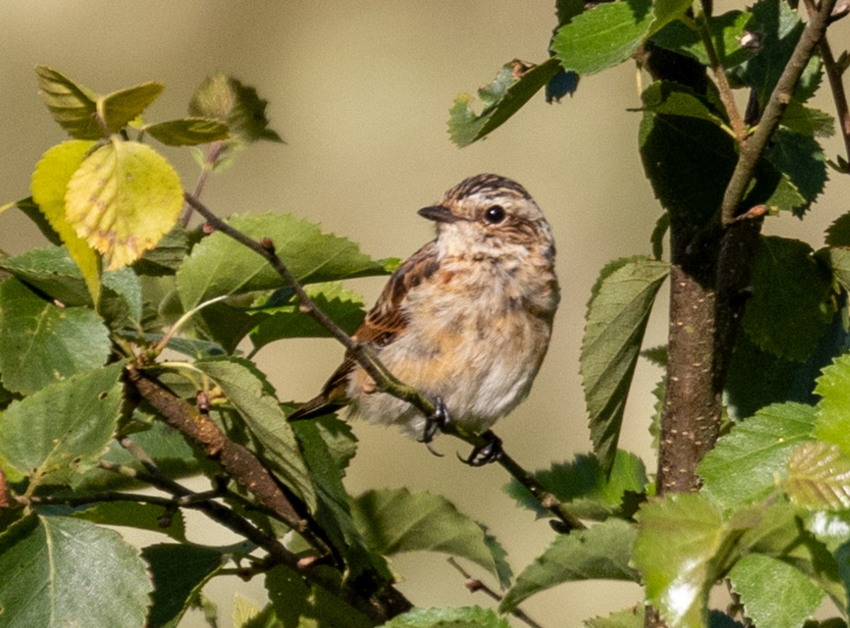 Whinchat - ML639790148