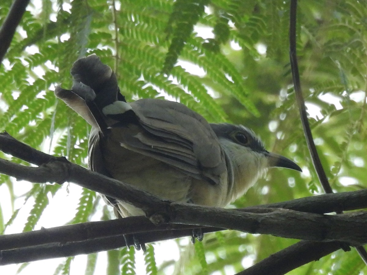 Dark-billed Cuckoo - ML639790150