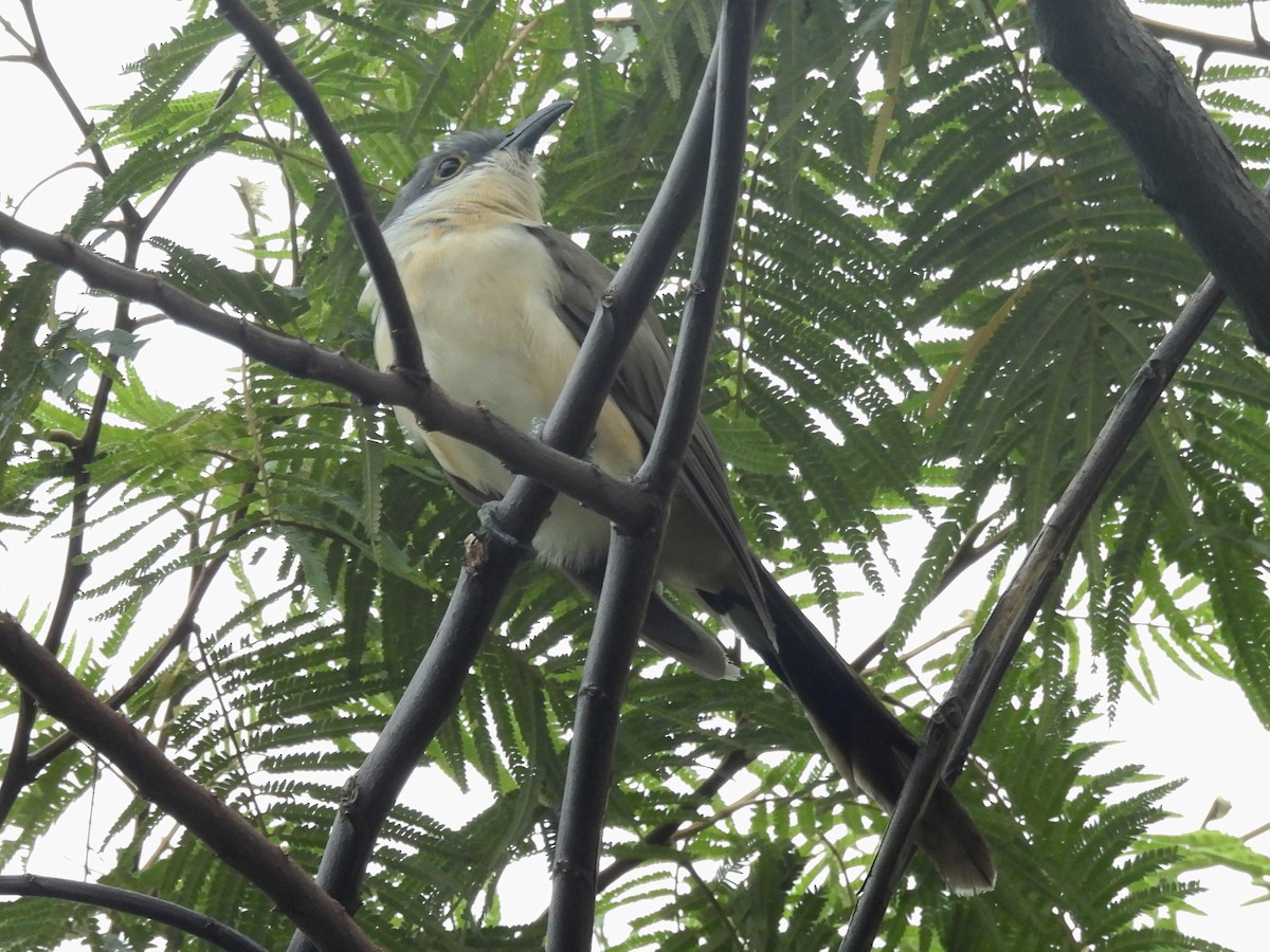 Dark-billed Cuckoo - ML639790151