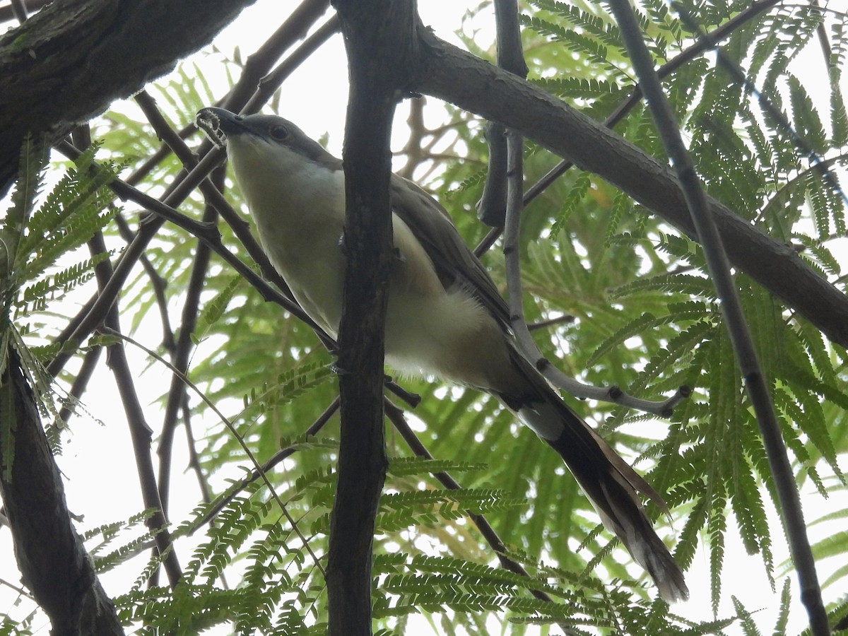 Dark-billed Cuckoo - ML639790152