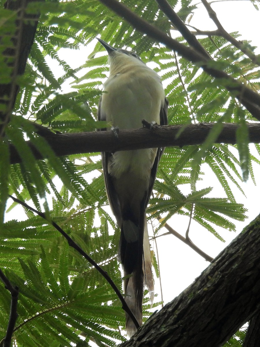 Dark-billed Cuckoo - ML639790153