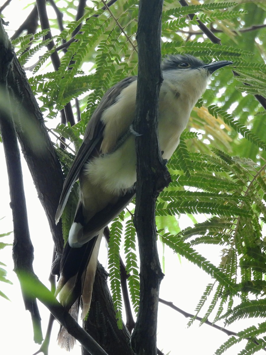 Dark-billed Cuckoo - ML639790154