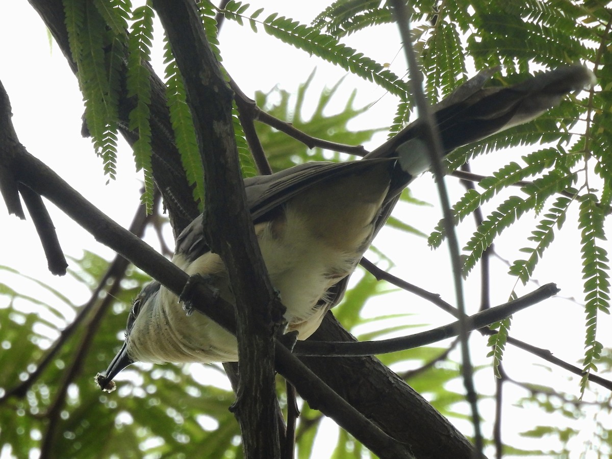 Dark-billed Cuckoo - ML639790155