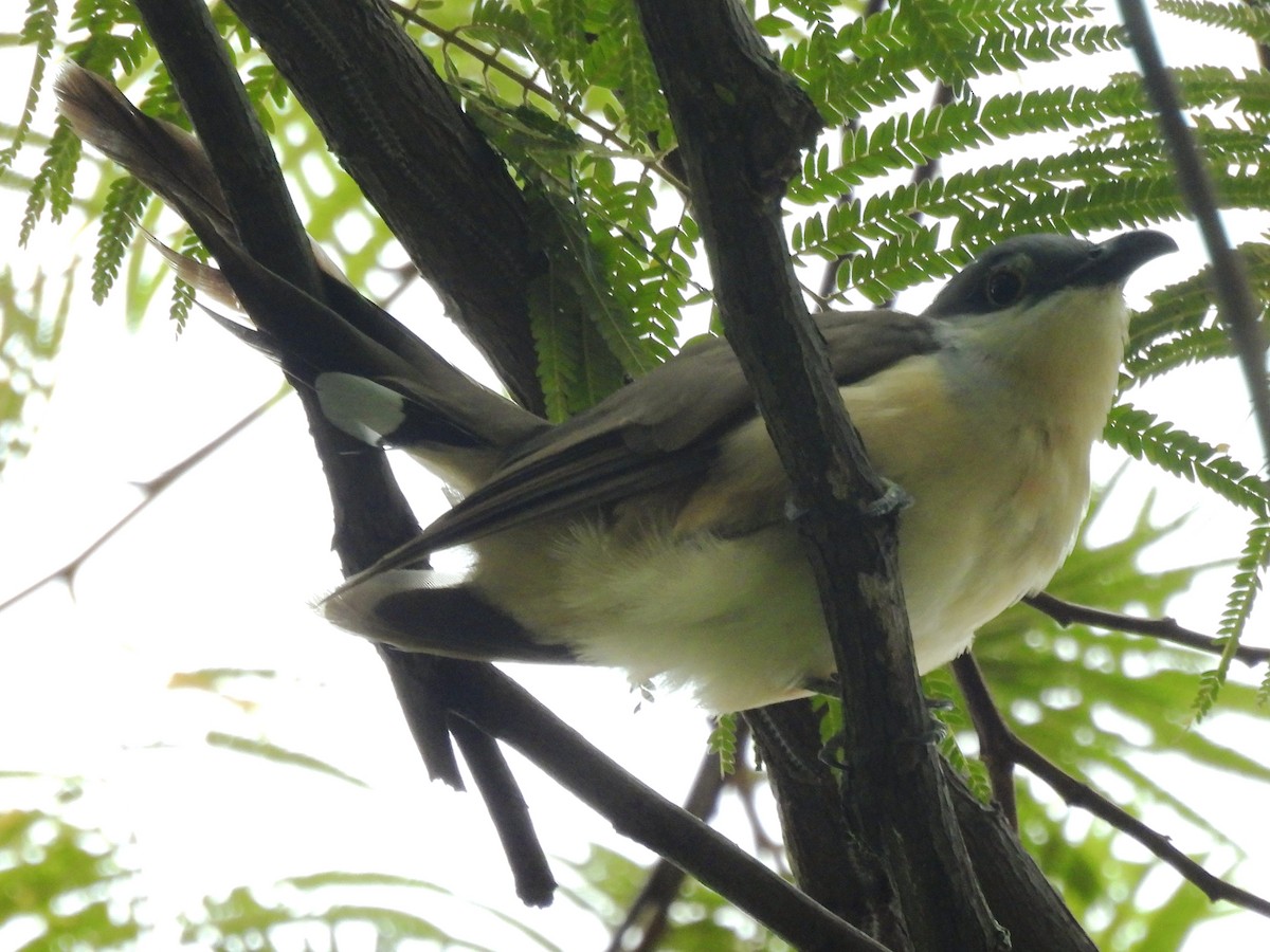 Dark-billed Cuckoo - ML639790156