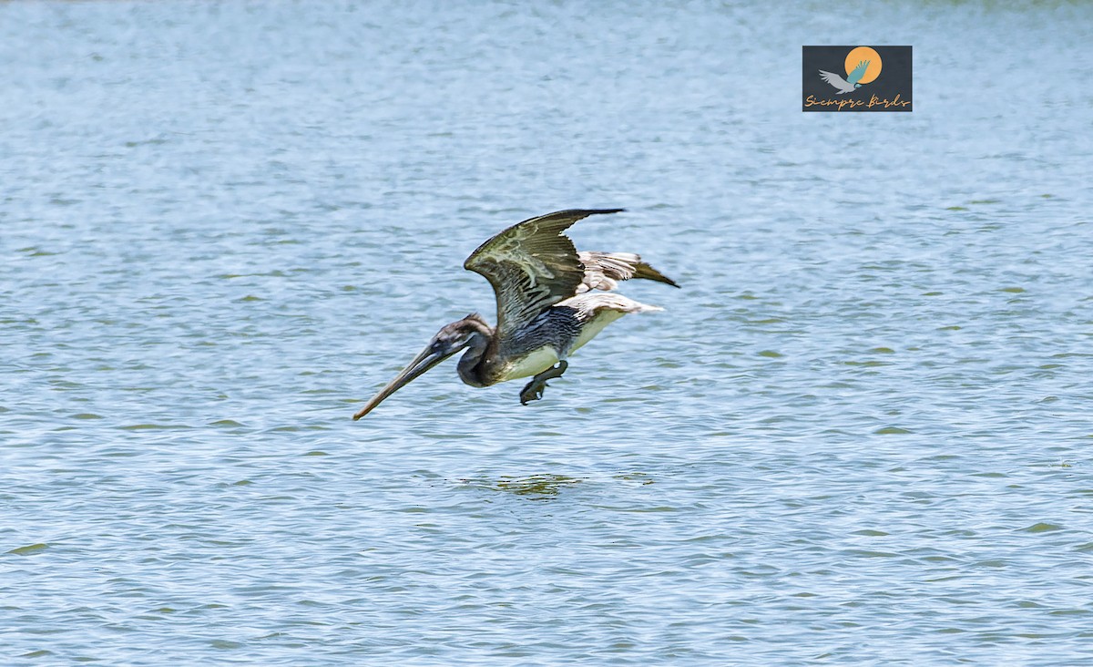 Brown Pelican - ML639790176