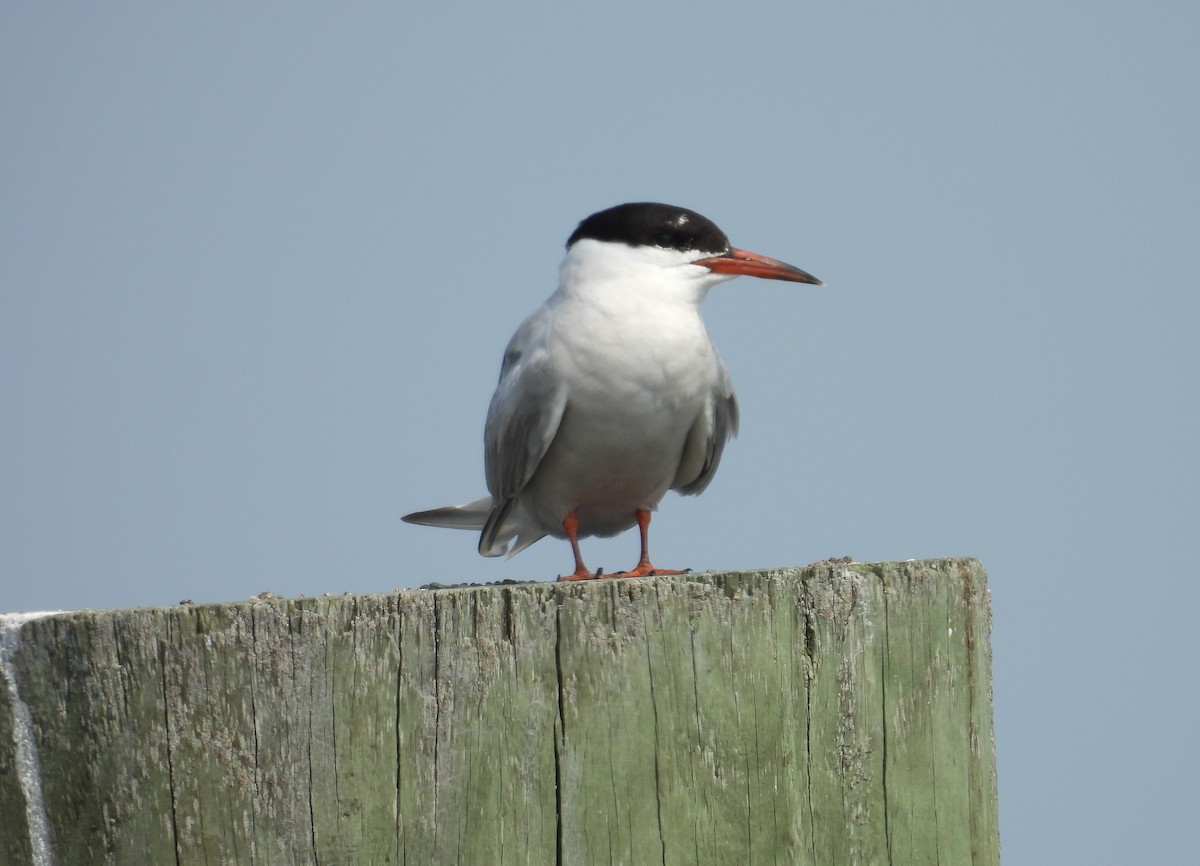 Common Tern - ML639790182