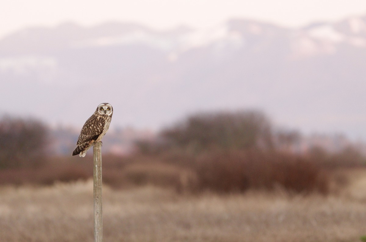 Hibou des marais - ML639790318