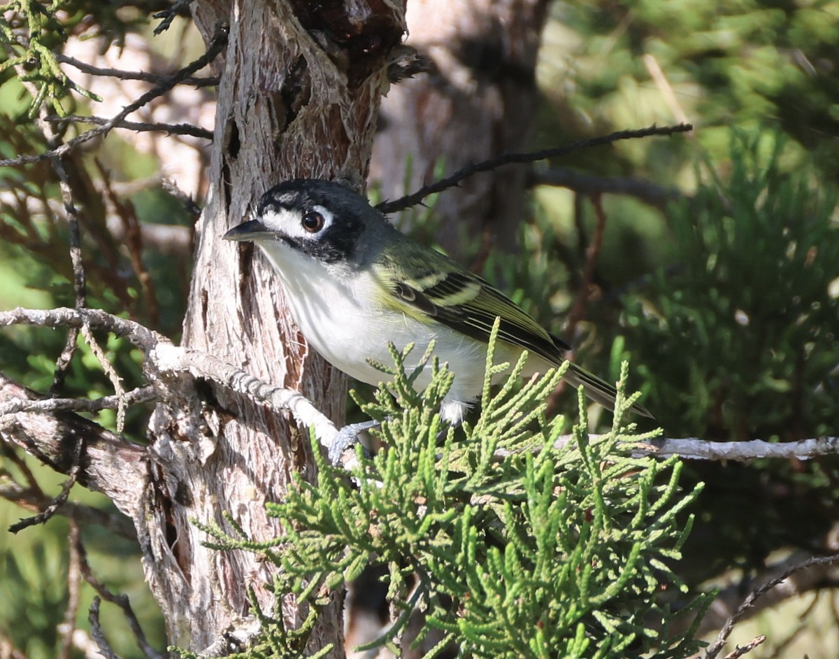Black-capped Vireo - ML639790352
