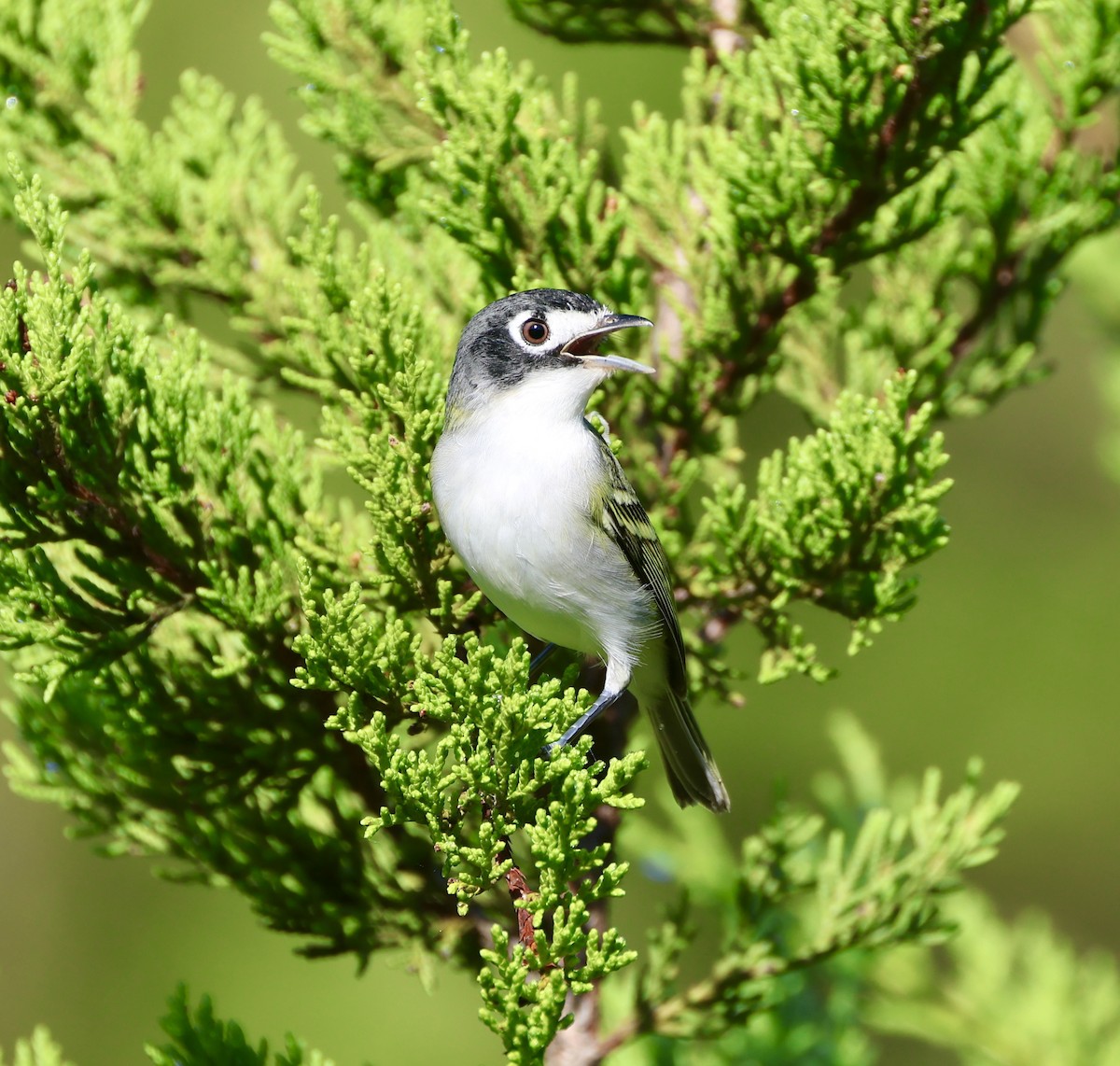 Black-capped Vireo - ML639790353