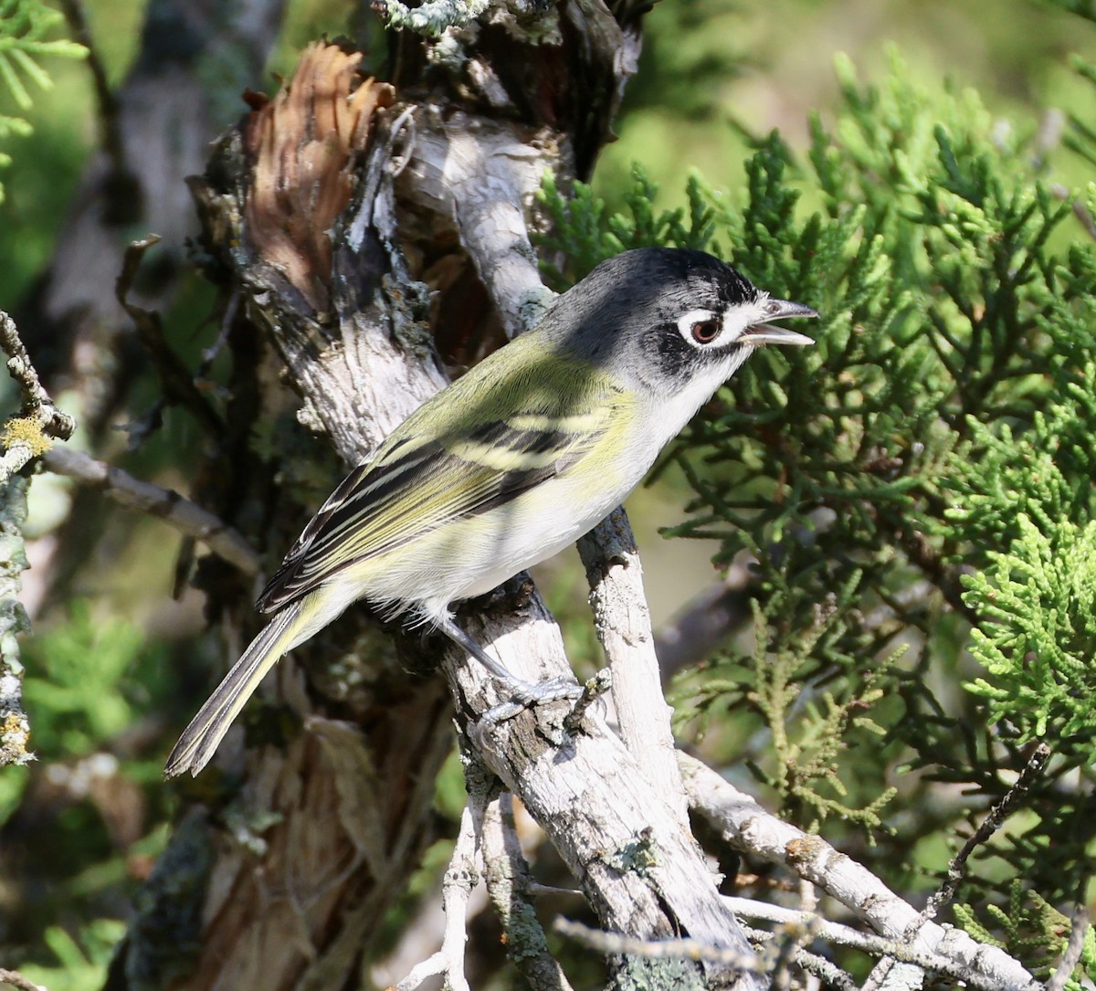 Black-capped Vireo - ML639790354