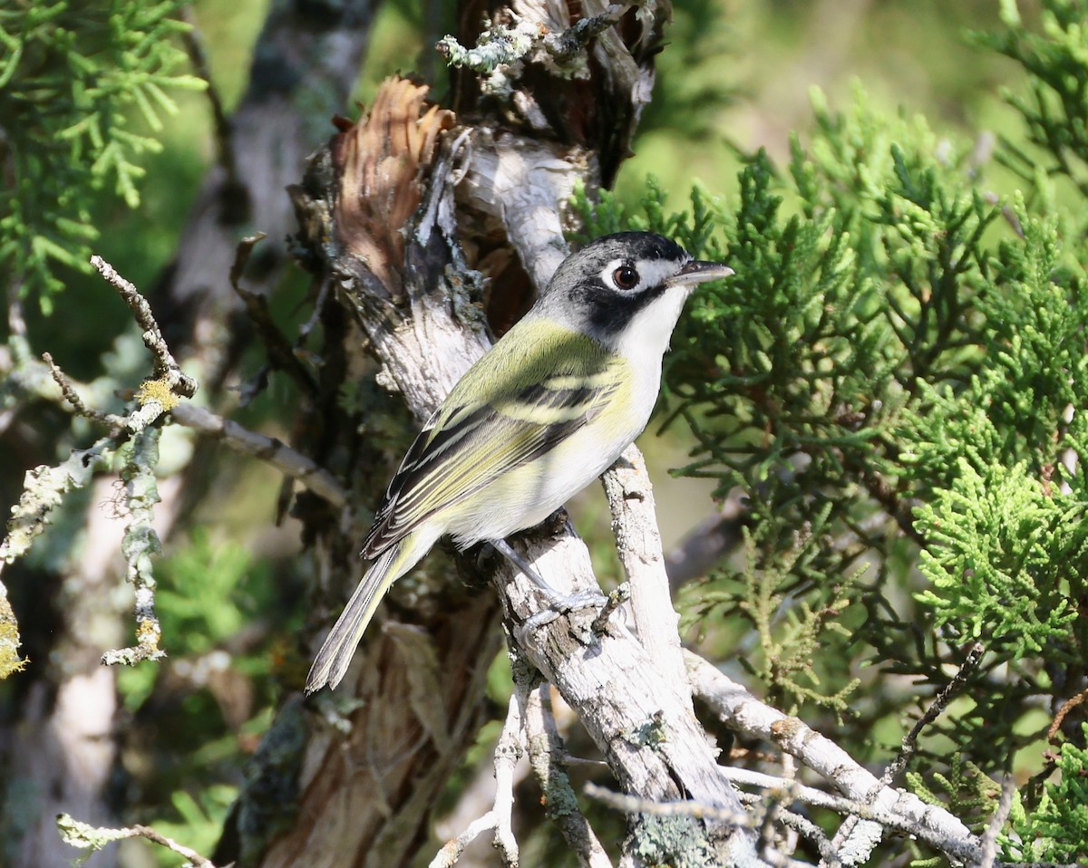Black-capped Vireo - ML639790356