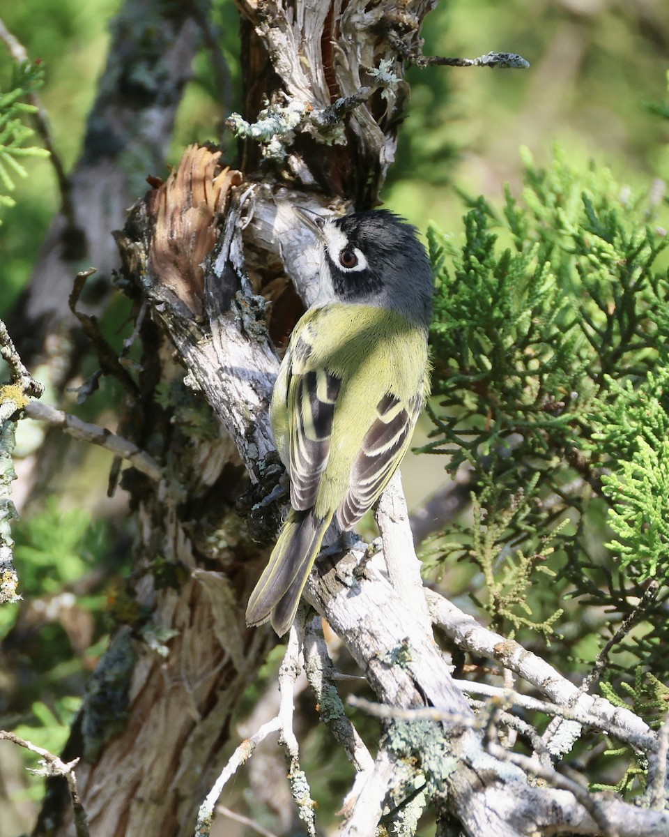 Black-capped Vireo - ML639790357