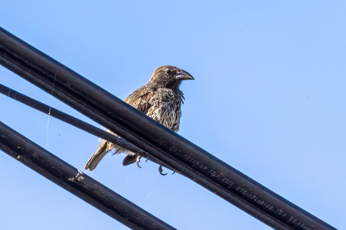Pinzón de Darwin de Los Cactus - ML639790359