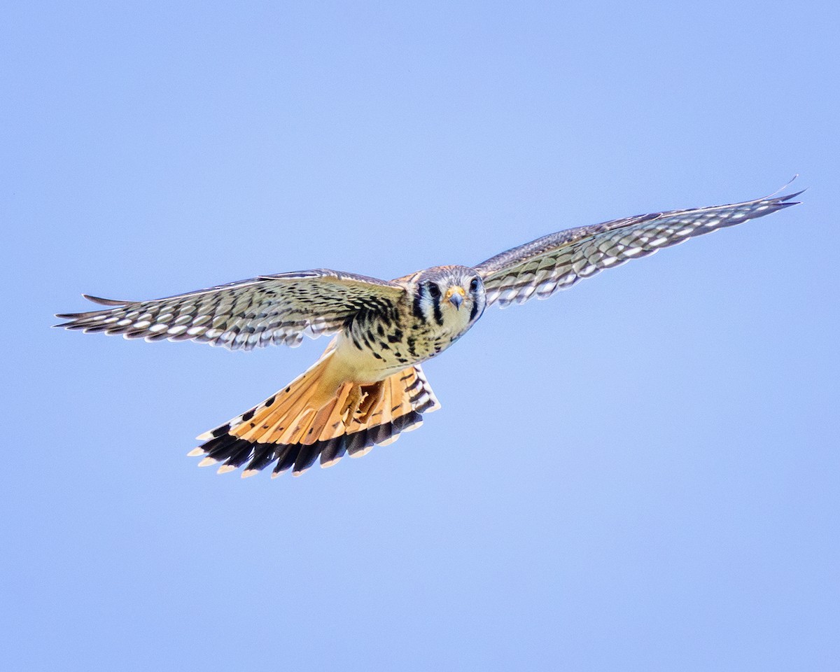 American Kestrel - ML639790405